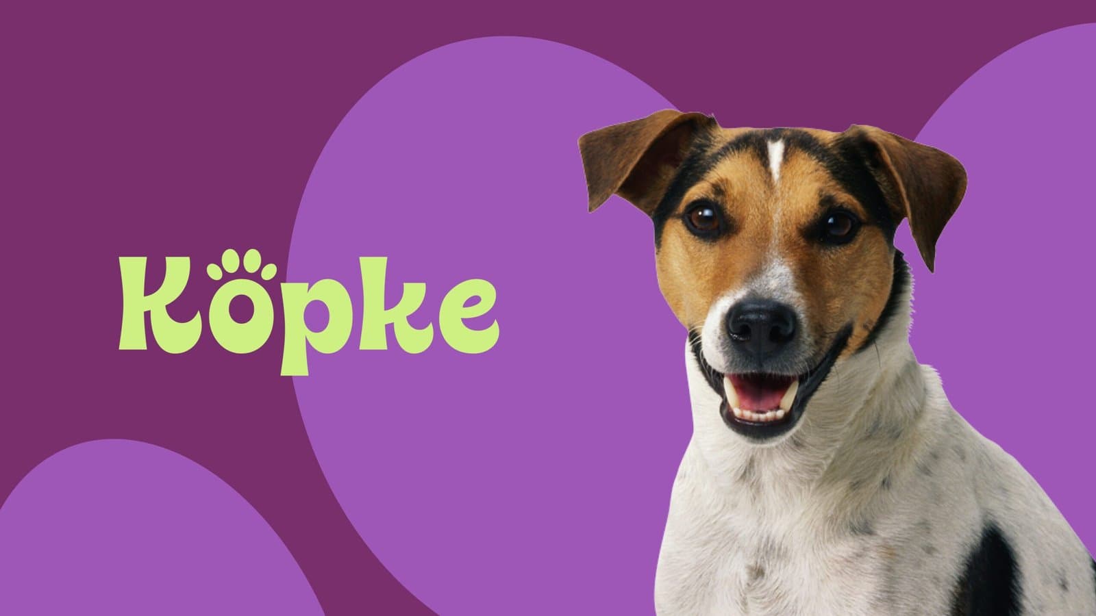 A cheerful Jack Russell Terrier with a white and brown coat, sitting against a playful purple background with abstract circles, accompanied by the text 'Köpke' in bright yellow font with a paw print accent, conveying a fun and pet-friendly theme.